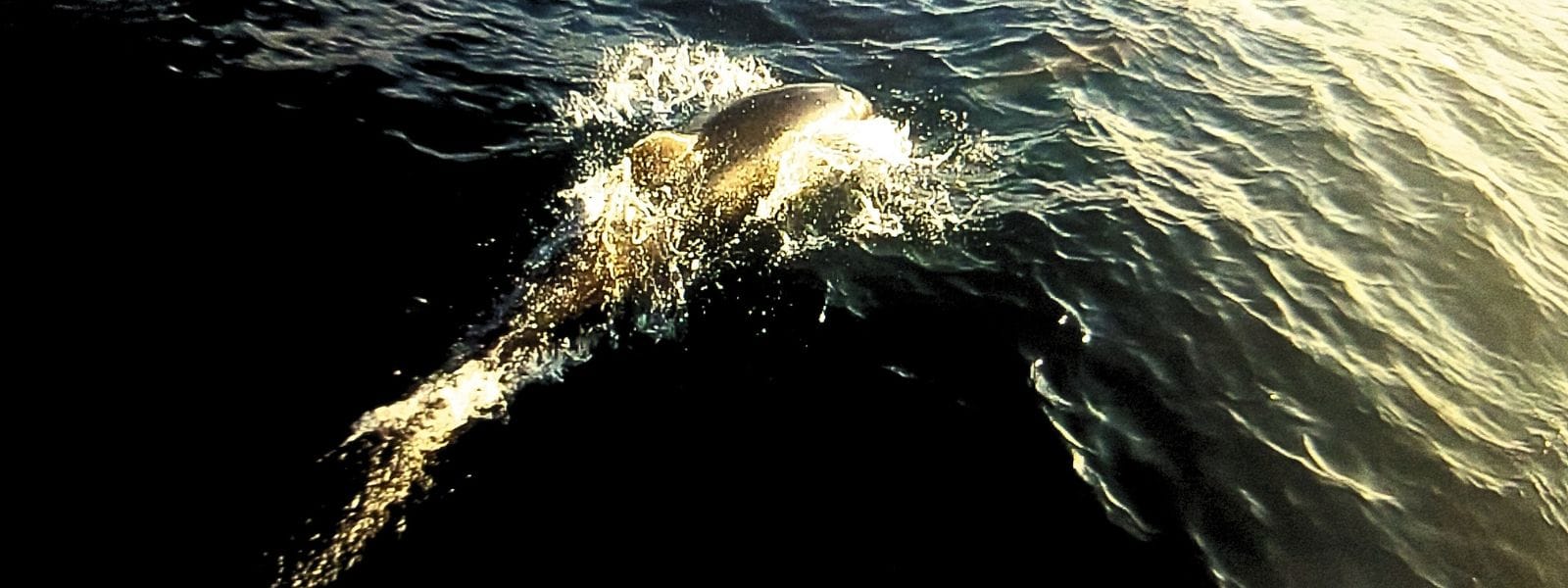 25+ Best Things to Do in Tamarindo, Costa Rica