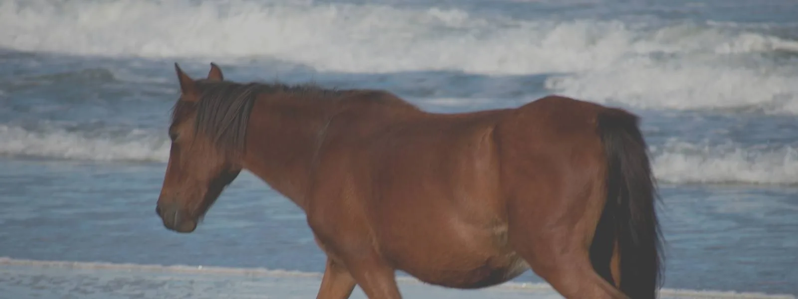 Should you see the Wild Horses in the Outer Banks?