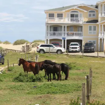 Should you see the Wild Horses in the Outer Banks?