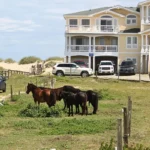 Should you see the Wild Horses in the Outer Banks?