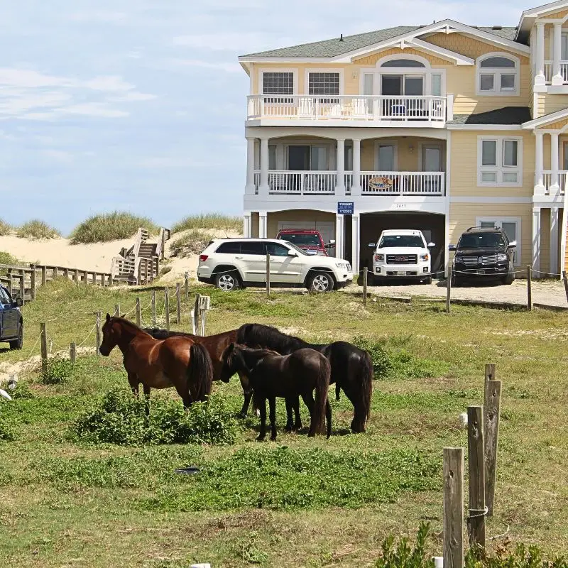 Should you see the Wild Horses in the Outer Banks?