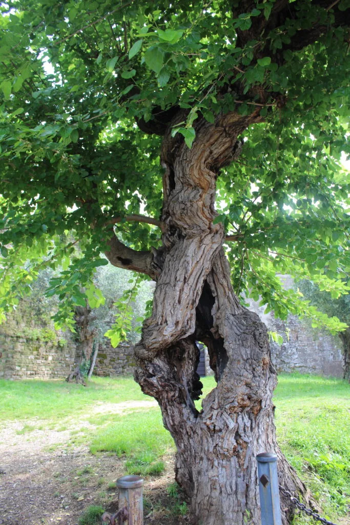 Ancient tree