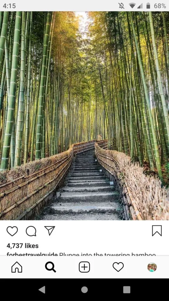 Instagram influencer photo of the bamboo forest empty