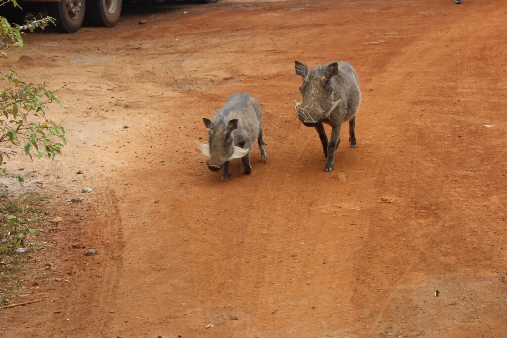 Two warthogs at the entrance to the elephant orphanage.  Visit the Sheldrick Wildlife Trust for more incredible experiences. 