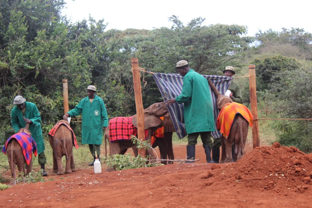 Baby orphan elephants with blankets on to keep them warm.  Visit the Sheldrick Wildlife Trust for more incredible experiences. 