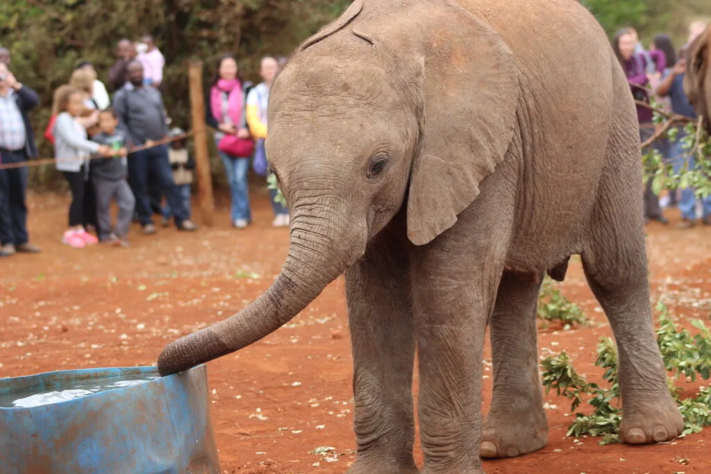 A baby elephant at the Sheldrick Wildlife Trust enjoys a refreshing drink, while visitors watch from behind the ropes.
