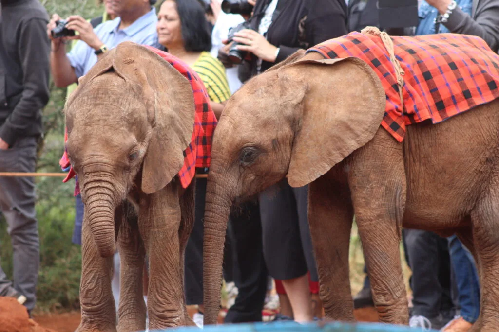 Two young elephants at the Sheldrick Wildlife Trust enjoy their time with visitors, wearing colorful checkered blankets.