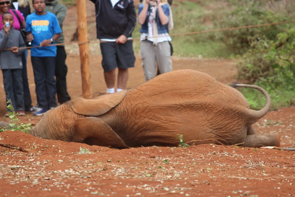 A playful elephant calf rolls on the ground at the Sheldrick Wildlife Trust, drawing the attention of visitors.
