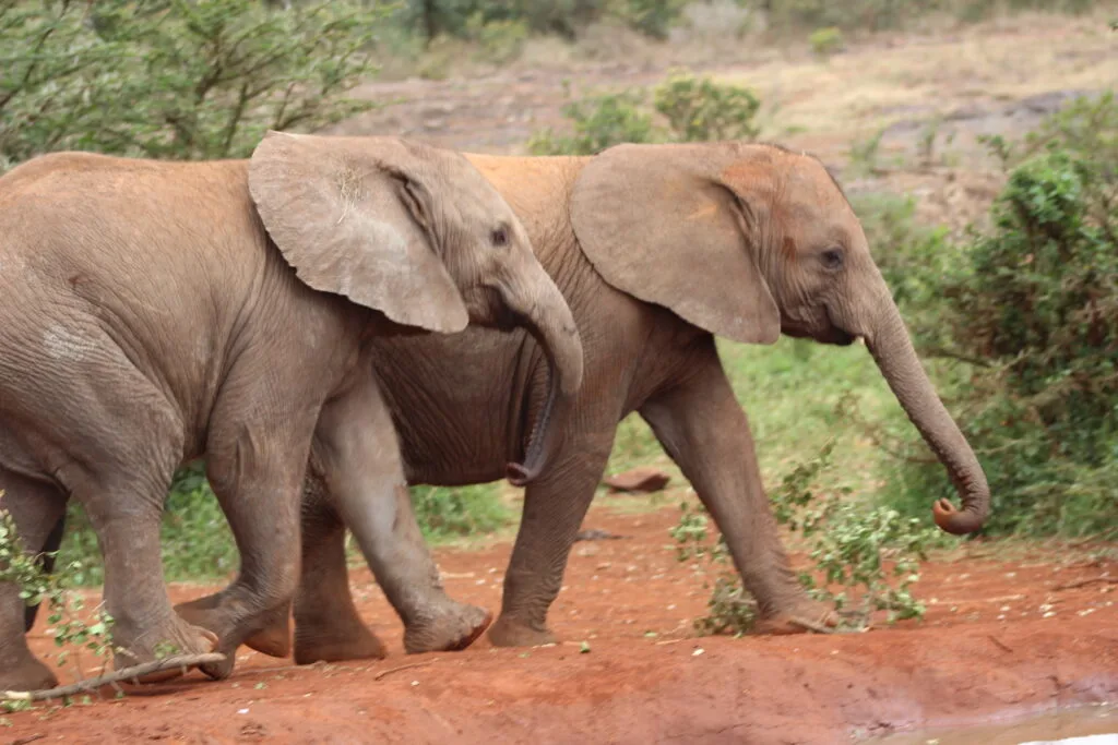 Two orphaned elephants walking side by side. Visit the Sheldrick Wildlife Trust for more incredible experiences. 