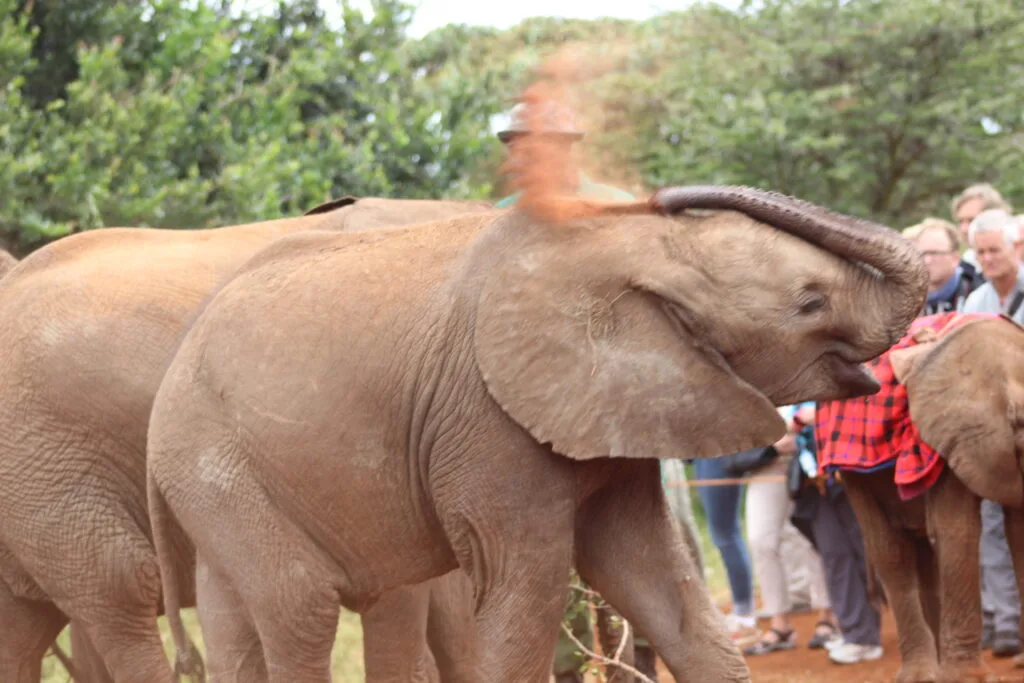 An elephant calf shakes its head playfully as visitors watch in the background.