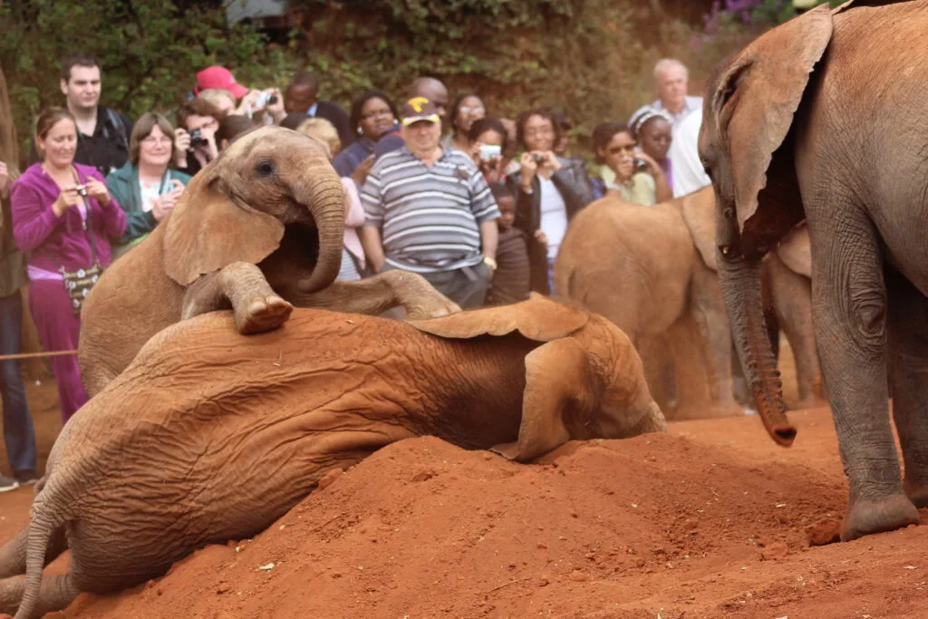 A playful elephant calf climbs over its friend while visitors enjoy the lively scene.