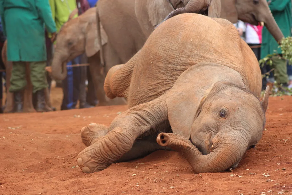 An elephant calf enjoys a playful roll in the dirt, surrounded by fellow elephants and visitors.