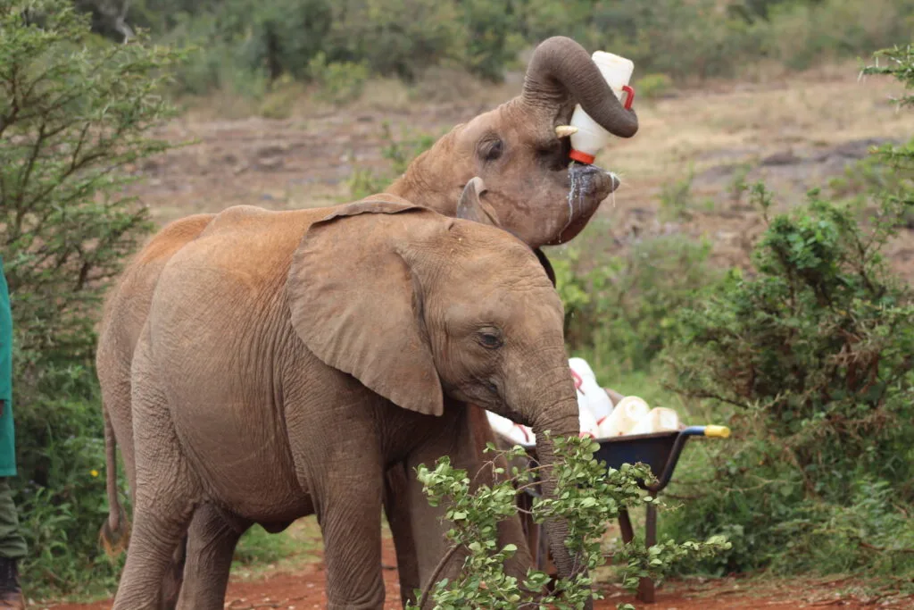 Elephant feeding itself milk