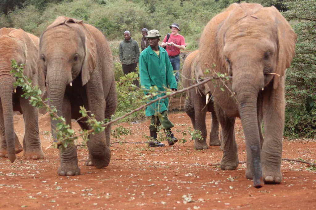 Elephants are led by caretakers, with visitors following closely behind, as they make their way through the Sheldrick Wildlife Trust.