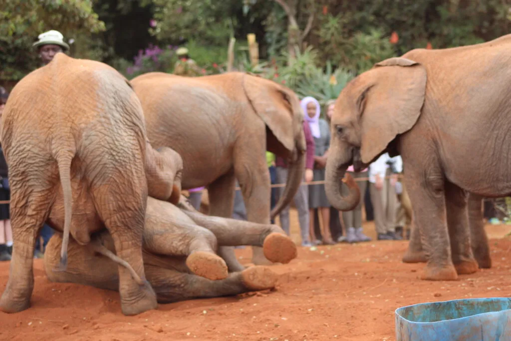 A young elephant playfully lies on its back as others interact nearby, with visitors observing the lively scene.