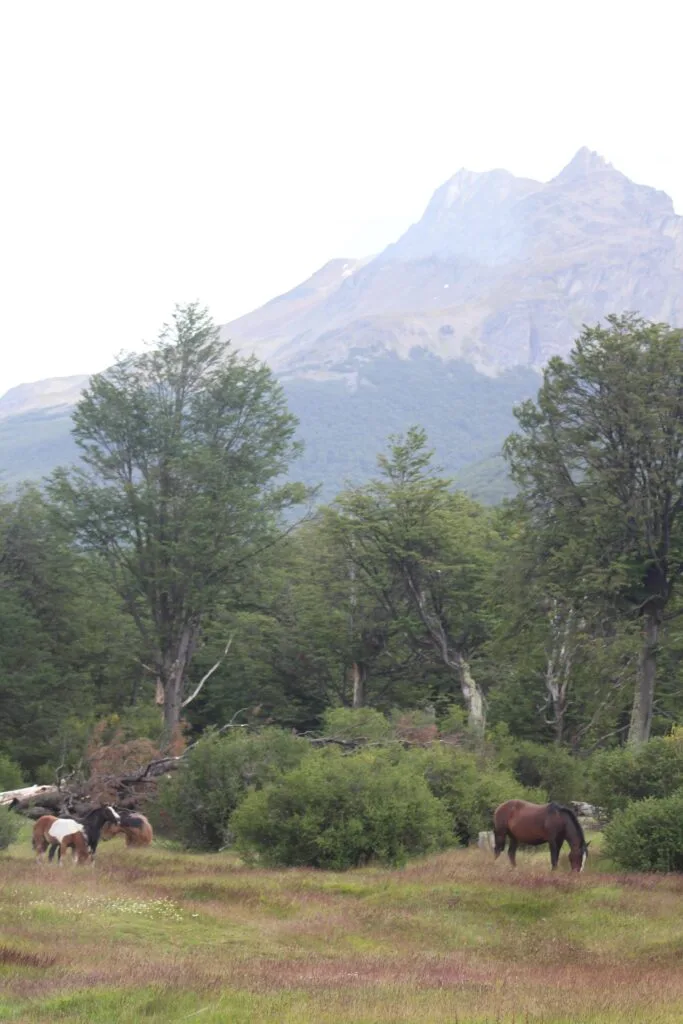 Wild horses were spotted on our ride on the train around the world. 