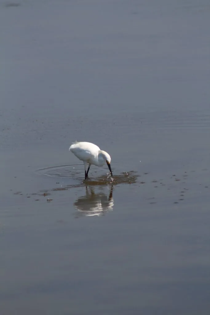 Bird watching is a great way to spend your time. With over 300 species, it's one of the best things to do in Chincoteague. 