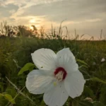 12 Best Things to do in Chincoteague, Virginia