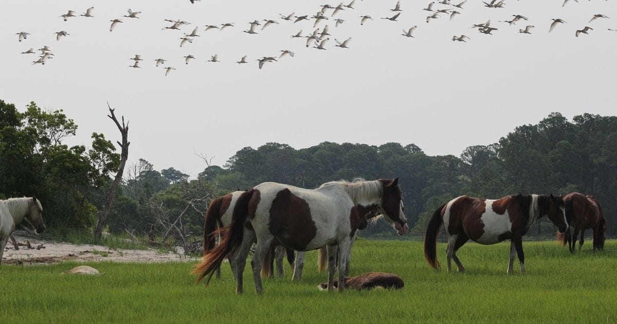 12 Best Things to do in Chincoteague, Virginia
