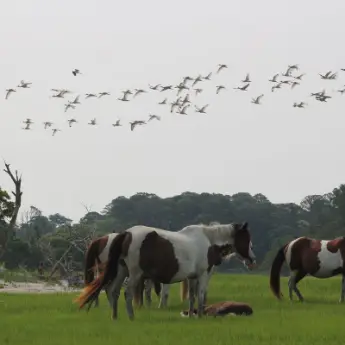 12 Best Things to do in Chincoteague, Virginia