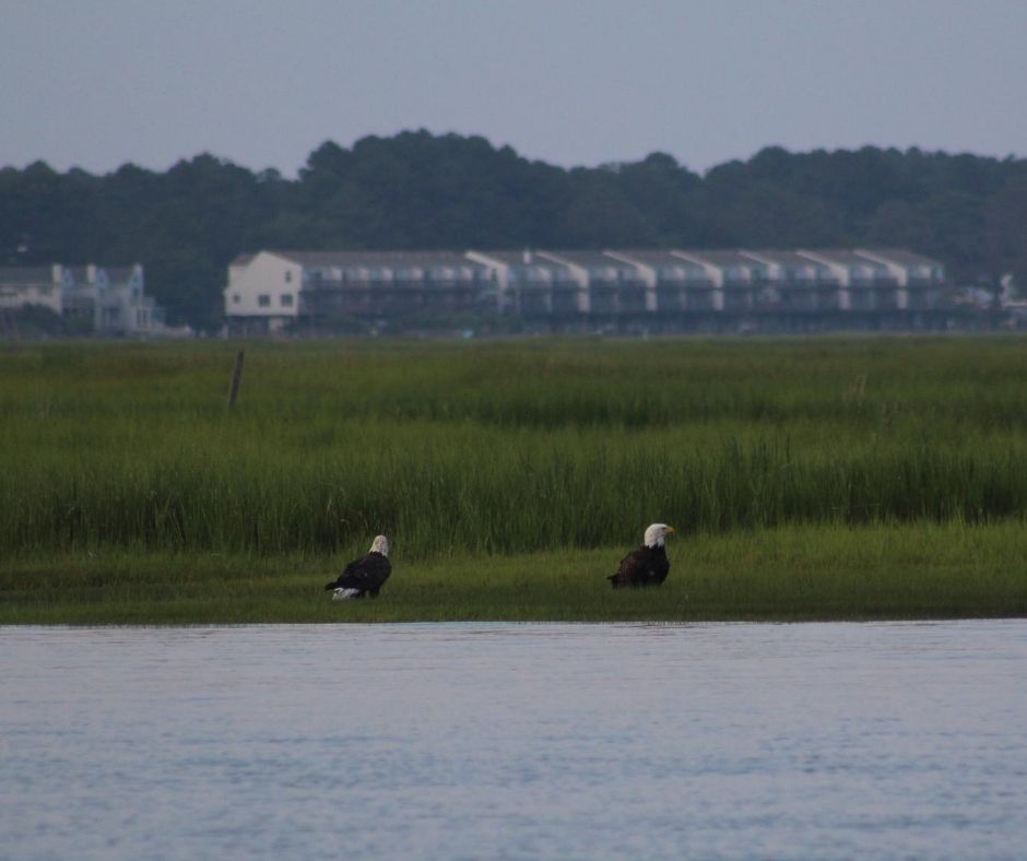 Two bald eagles near the water.  

A wildlife cruise is one of the best things to do in Chincoteague! 
