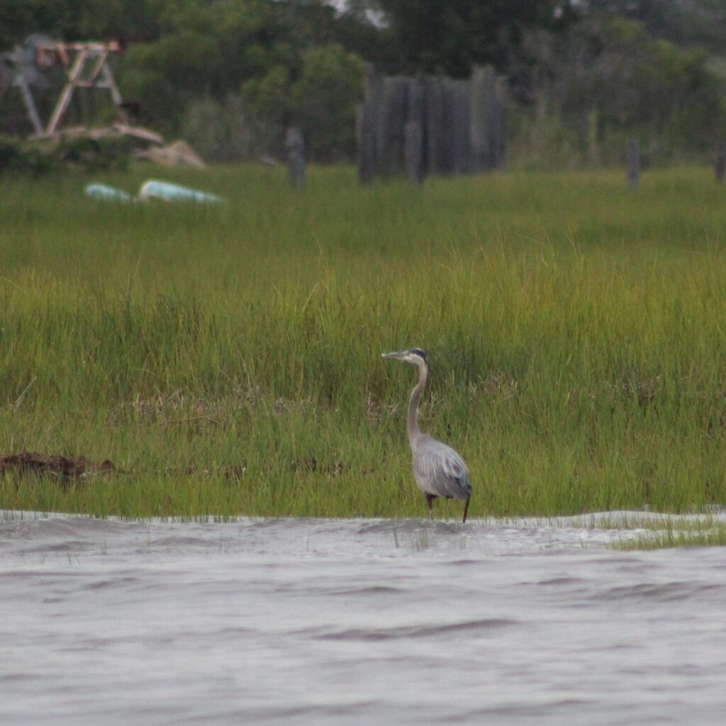 A Blue Heron in the Chincoteague National Wildlife Refuge.  

A wildlife cruise is one of the top things to do in Chincoteague.