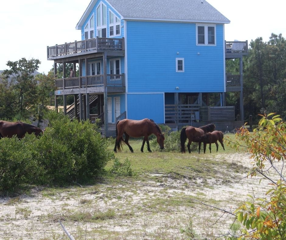 Wild horses near houses in Corolla, NC. 