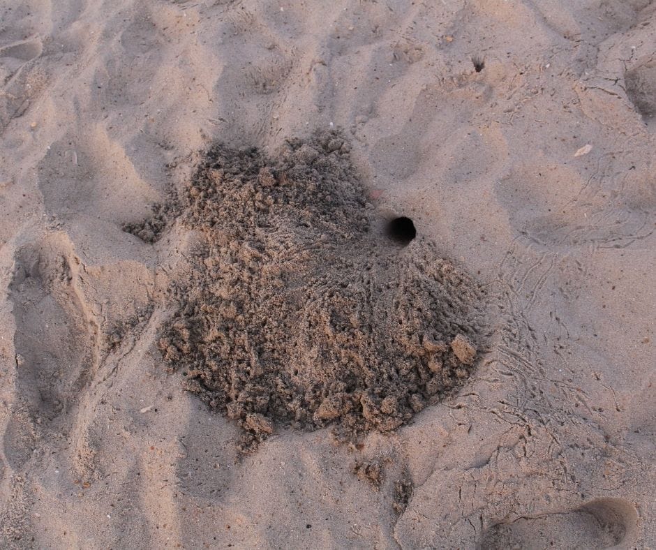 A ghost crap home in the sand on the beaches of Corolla, North Carolina