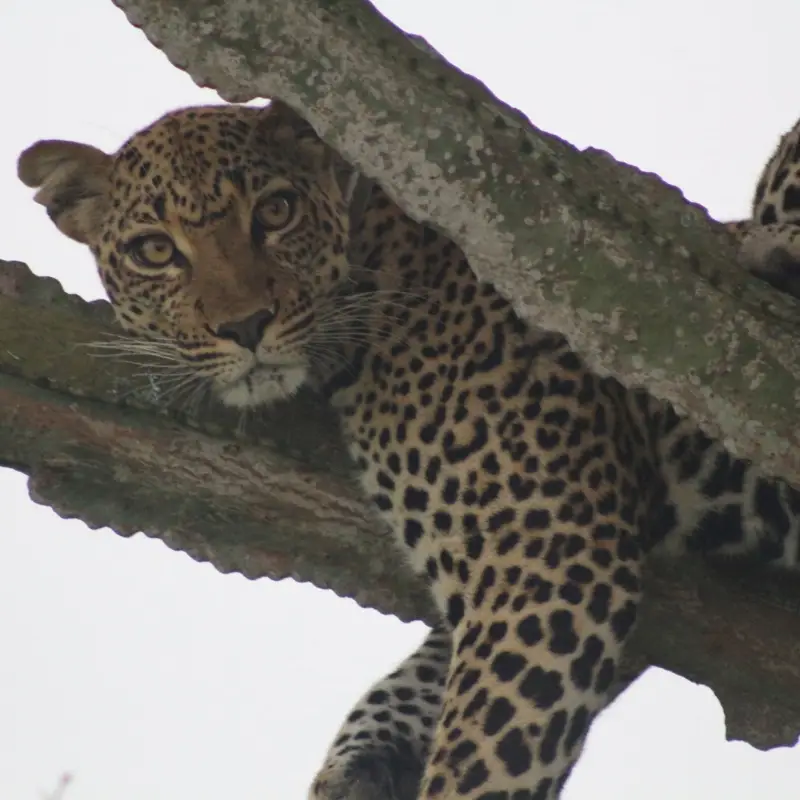 Spot the Big 5 Safari Animals in Africa