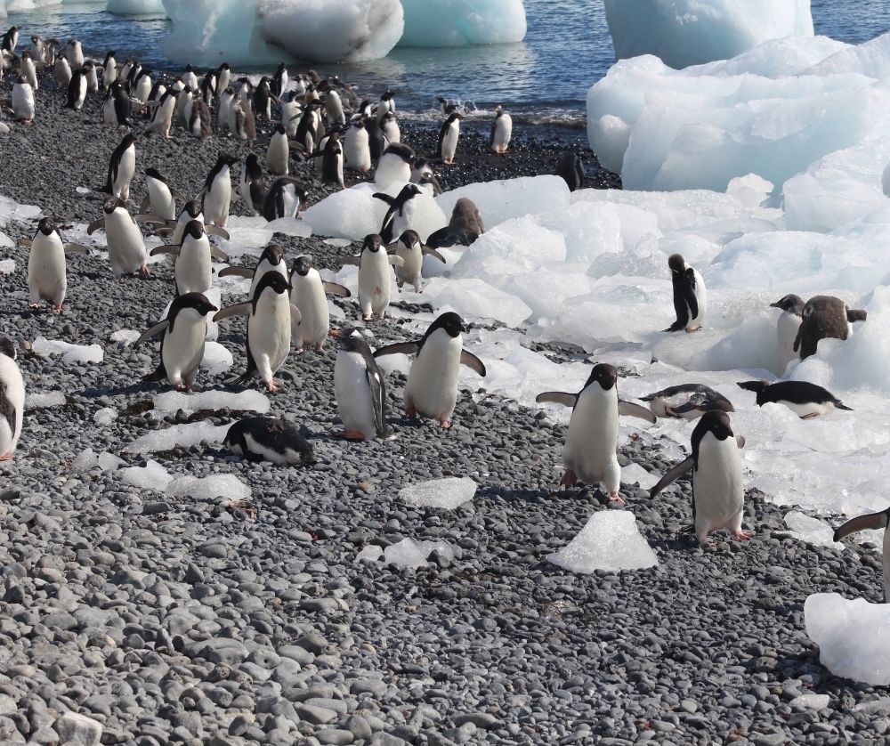 Penguins on the beach in Antarctica