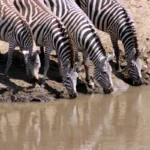 10+ Best Safari Parks in Kenya