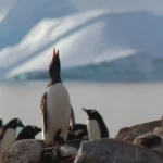 30+ Fun Facts About Antarctica