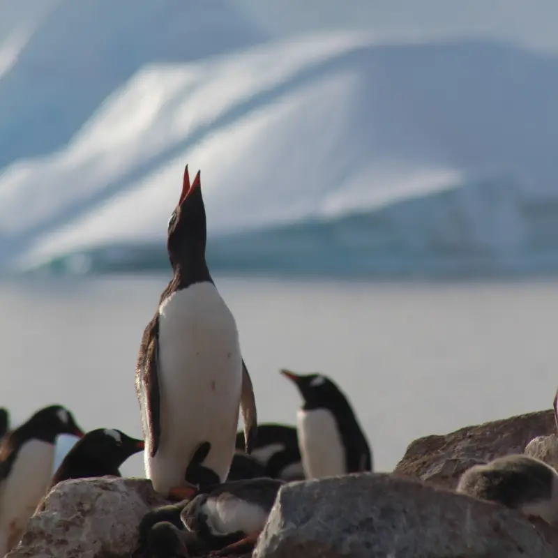 30+ Fun Facts About Antarctica
