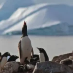 30+ Fun Facts About Antarctica