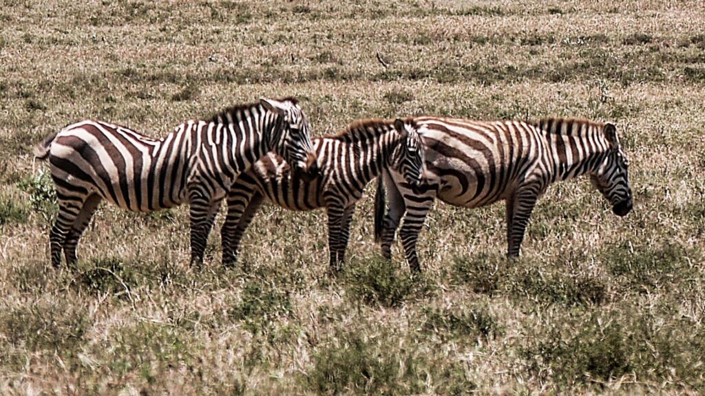 Zebra in Hell's Gate National Park - one of the best safari parks in Kenya. 