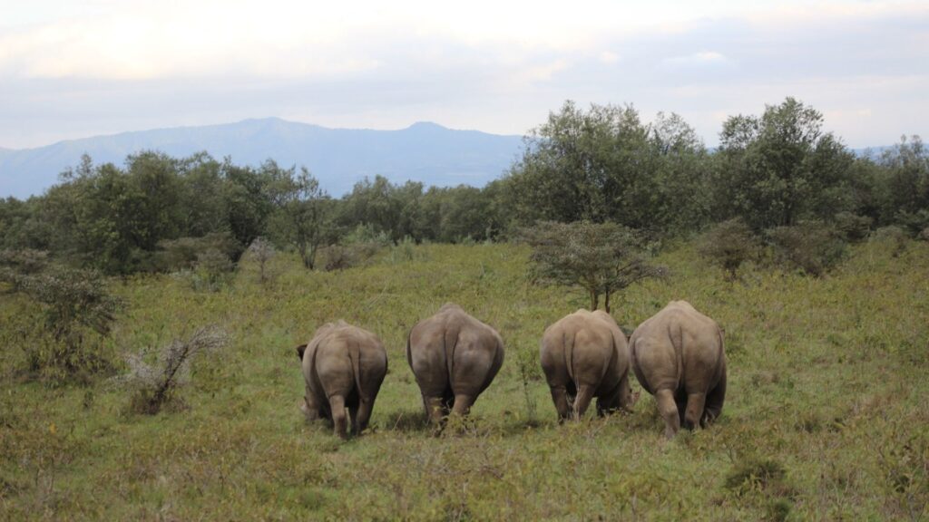 the back ends of four rhinos in Lake Nakuru.
