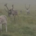 What is Animal Tourism?