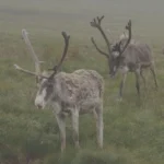 What is Animal Tourism?