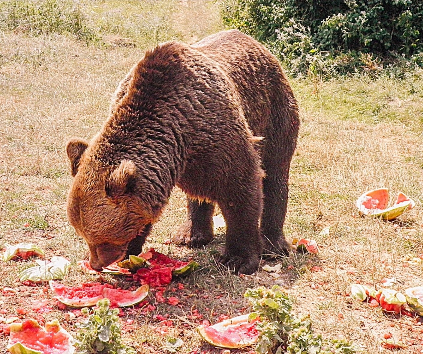 30+ Ethical Animal Encounters Around the World