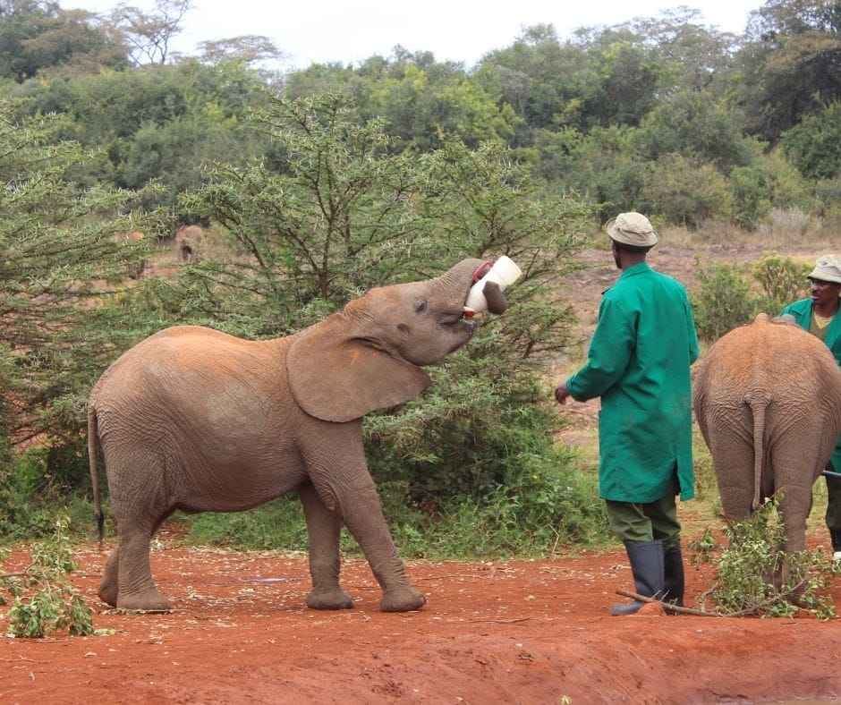 Baby elephants drinking milk 