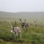 What is Animal Tourism?