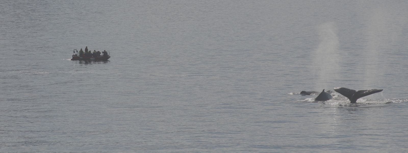 30+ Ethical Animal Encounters Around the World