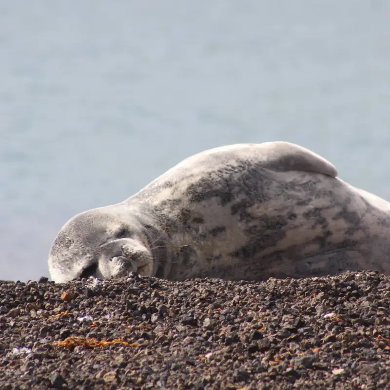 10 Simple Wildlife Photography Tips for Beginners