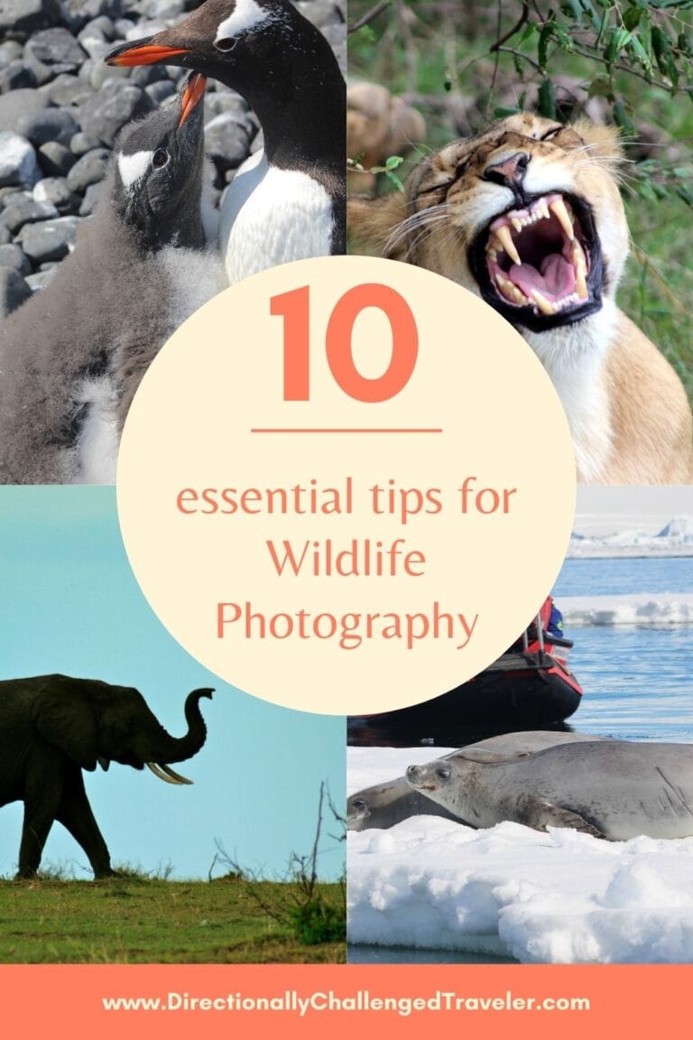 10-simple-wildlife-photography-tips-for-beginners