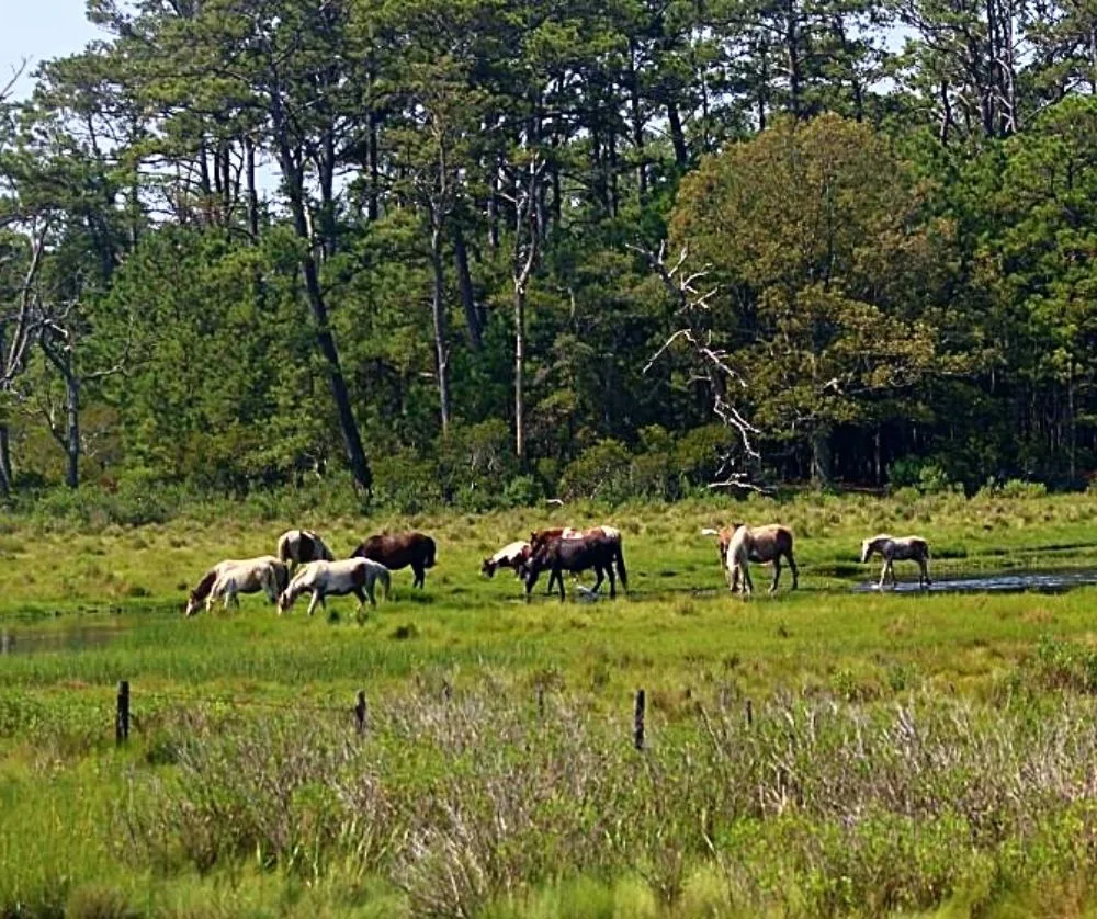 Chincoteague, Virginia is one of the best destinations in the USA to visit. 