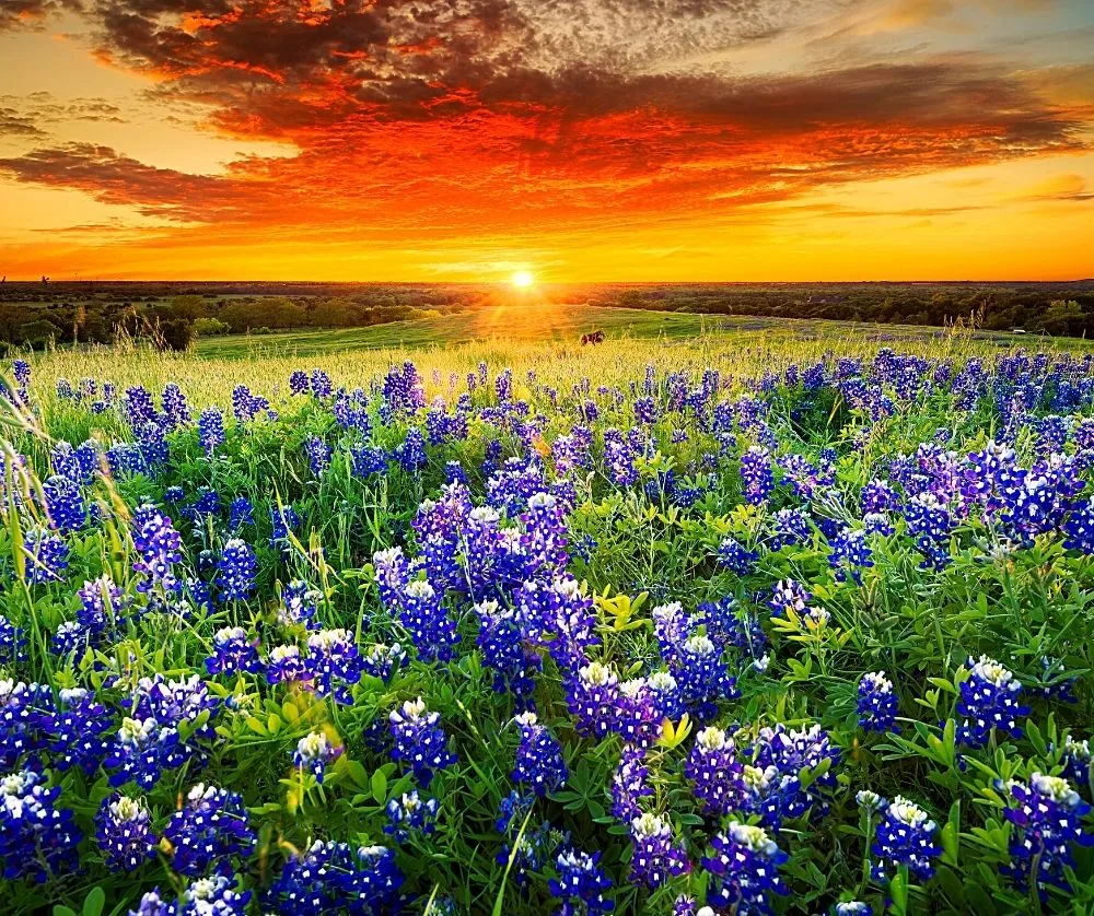 Texas is one of the best destinations to visit in the USA. 