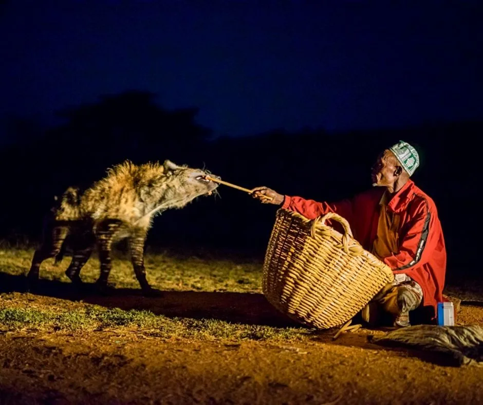 An Ethiopian feeding a hyena