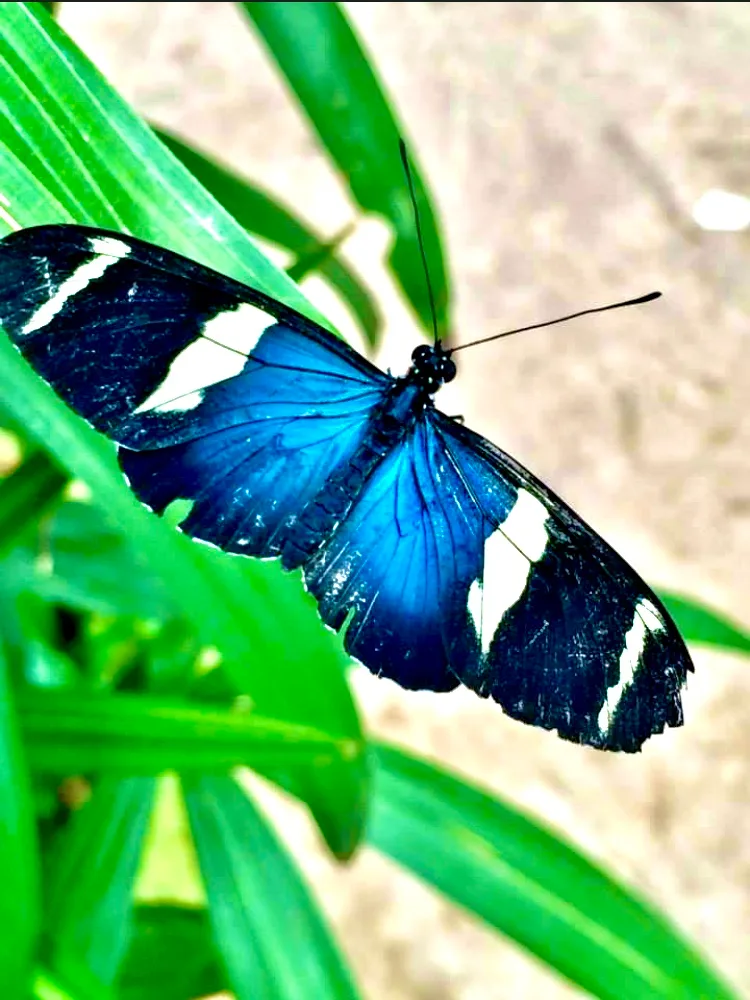 A close up of a butterfly in La Paz Sanctuary, Costa Rica. 