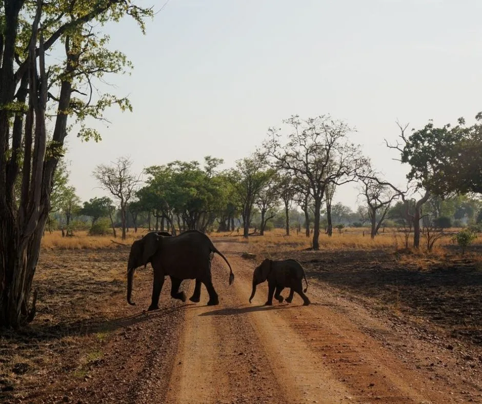 A mother elephant and her calf walking across a dirt road in Zamibia.