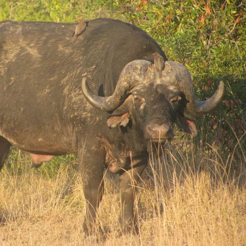 A Complete Guide to Visiting Kruger National Park, South Africa